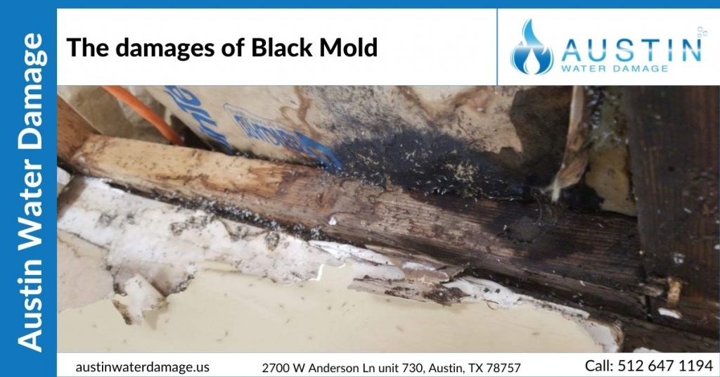 The damages of Black Mold
